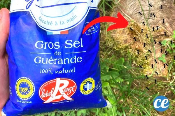 Du gros sel pour tuer les fourmis charpentières