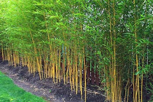 Une haie de bambous servant de brise-vue pour le jardin