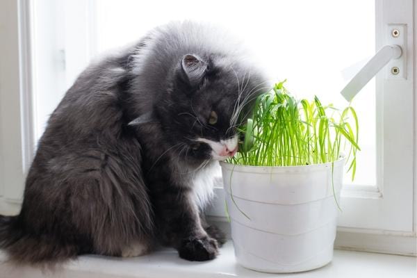 Katze frisst spezielles Katzengras