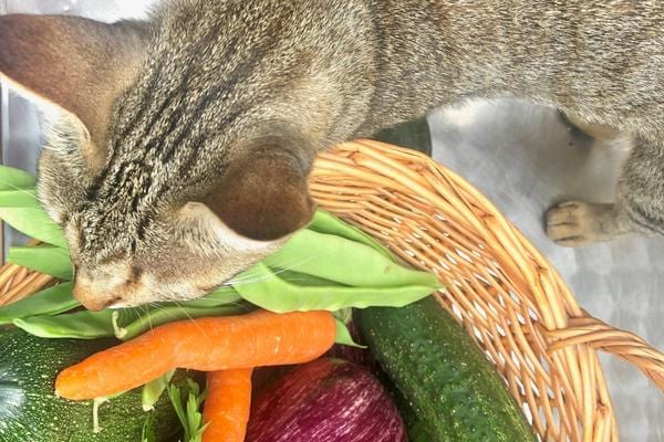 Katze über mehrere Gemüsesorten