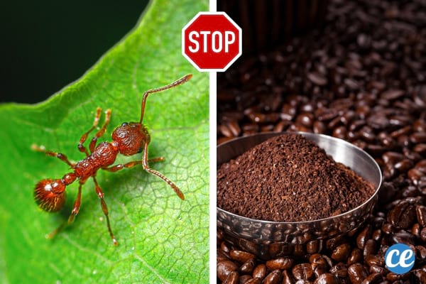 fourmi rouge sur une feuille verte et marc de café