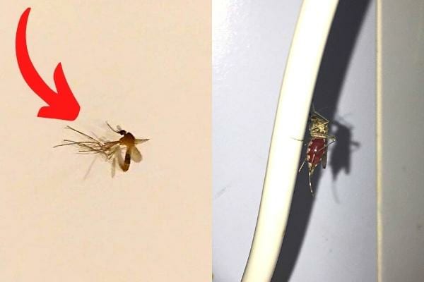 un moustique qui se cache sur le mur et un fil électrique dans la chambre