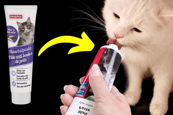 Weiße Katze nimmt Abführpaste