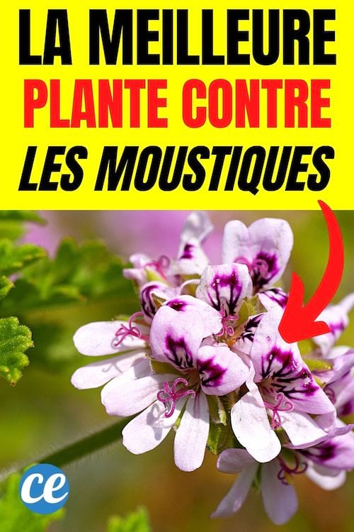La meilleure plante anti moustique