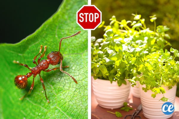 fourmi rouge sur une feuille et pot de basilic pour la repousser naturellement