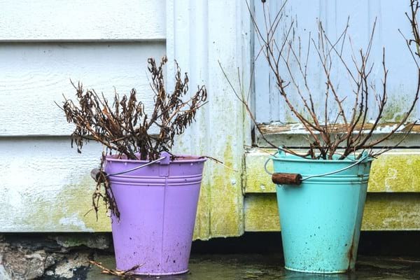 deux plantes mortes pas assez arrosées