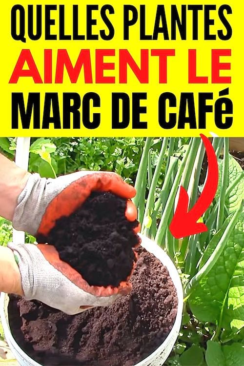 Du marc de café dans un seau pour le mettre dans les plantes du potager
