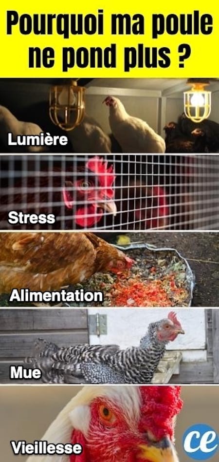 Les raisons pourquoi votre poule ne pond plus d'oeufs dans le poulailler