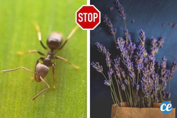 fourmi noire et bouquet de lavande pour faire du purin de lavande répulsif