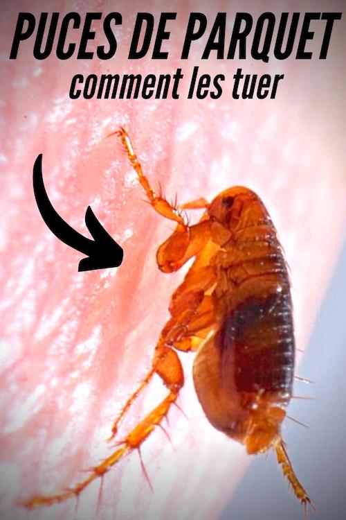 Puces de Parquet 10 Astuces Qui Marchent Pour S'en Débarrasser Vite. — free download