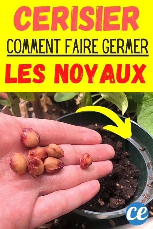 Comment Faire Pousser un Cerisier à Partir d