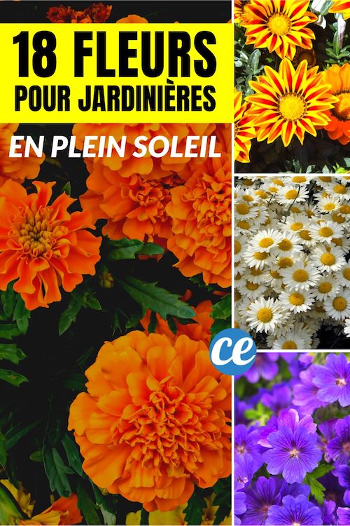 18 Fleurs Qui Supportent le Plein Soleil (à Mettre en Pots et Jardinières Cet Été).