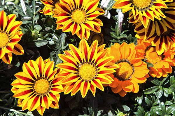 18 Fleurs Qui Supportent le Plein Soleil (à Mettre en Pots et