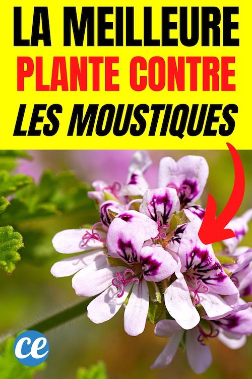 Le Géranium Odorant La Plante AntiMoustique à Avoir à la Maison. — free download
