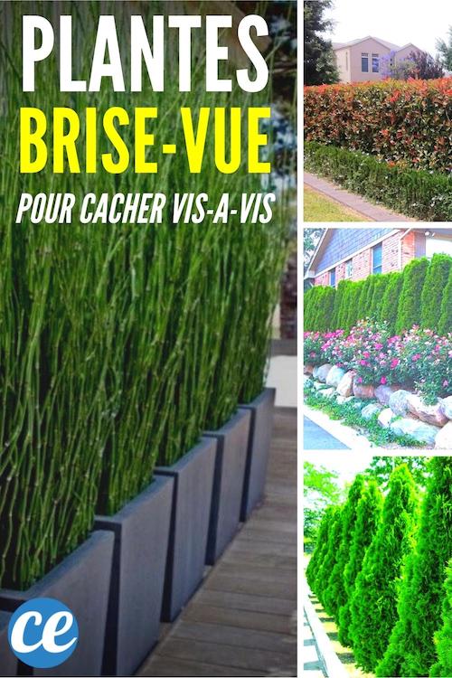 13 plantes brisevue pour cacher un visàvis (dans votre jardin) — free download
