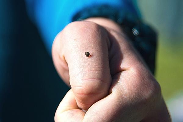 Une tique qui pique une main d'un homme