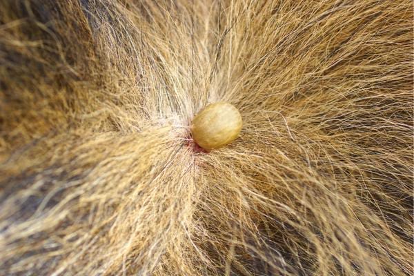 une tique qui est en train de piquer un animal dans sa fourrure