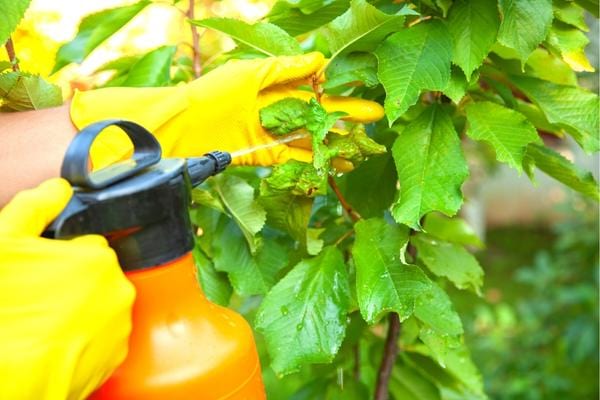 Un homme qui passe un vaporisateur anti pucerons sur des feuilles