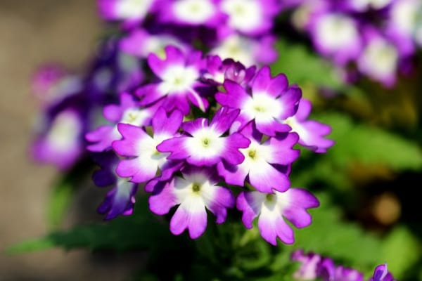 des fleurs violettes et blanches de verveine retombante