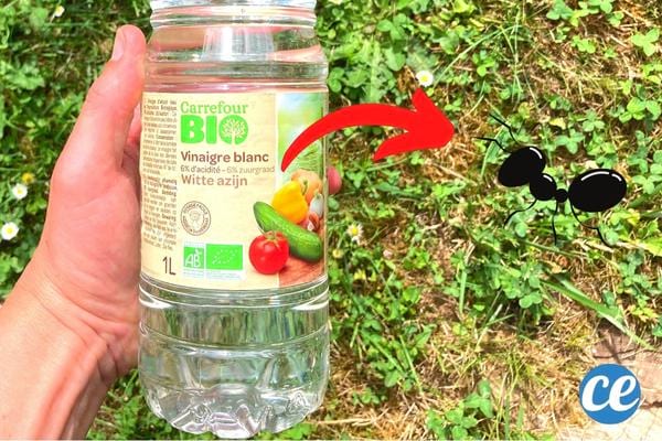 Du vinaigre blanc contre les fourmis charpentières