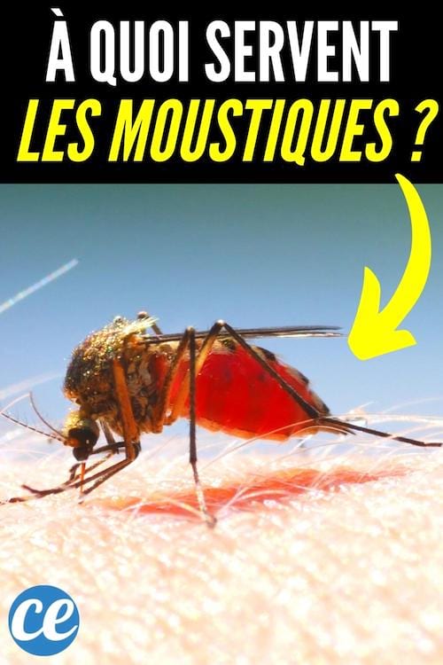 un moustique qui pique la peau d'un homme plein de sang