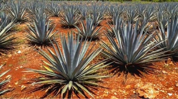 L'agave plante exotique qui résiste à la chaleur 