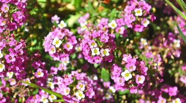 L'alyssum fleur blanche et violette qui résiste à la chaleur 