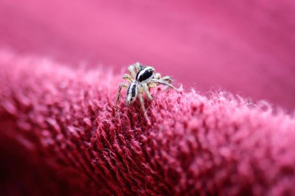 A harmless spider on a sofa in a house