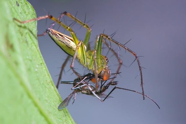 Une araignée qui mange un moustique dans la maison