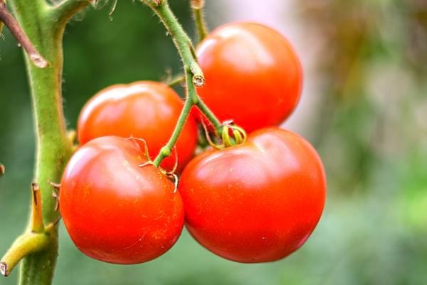 Des belles tomates qui ont poussé grâce à une tuile