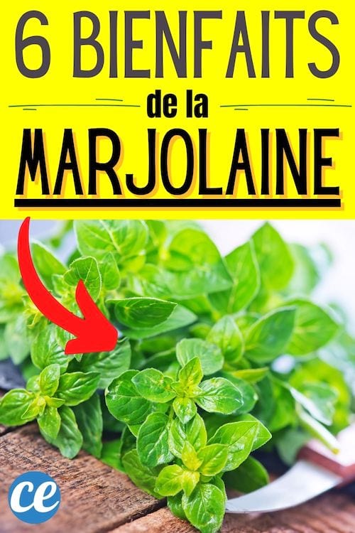 bouquet de marjolaine fraîche et ses bienfaits pour la santé