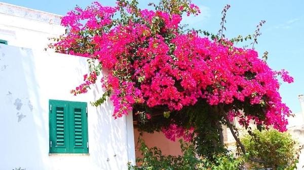 Le bougainvillier grosse fleur rose vif qui résiste à la chaleur 