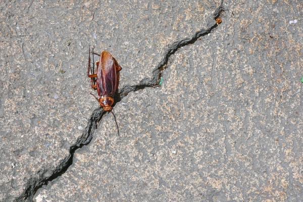 Un cafard qui s'introduit dans une maison au travers d'une fissure