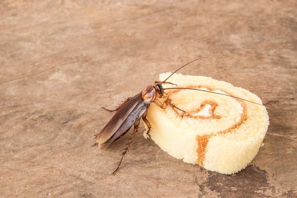 Un cafard attiré par une part de gateau