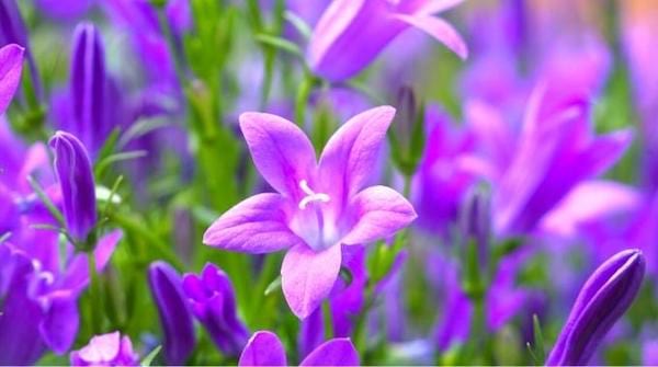 La campanule fleur violette qui résiste à la chaleur 