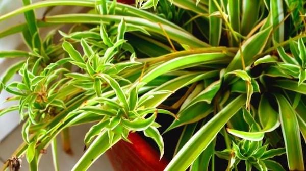 Le chlorophytum plante verte qui résiste à la chaleur 