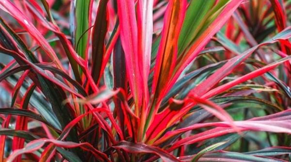 Le cordyline plante rouge qui résiste à la chaleur 