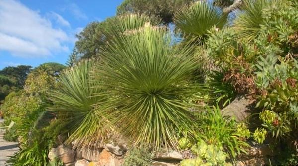 Le dasylirione plante verte qui résiste à la chaleur 
