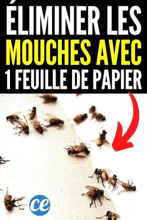 comment éliminer les mouches avec une feuille de papier