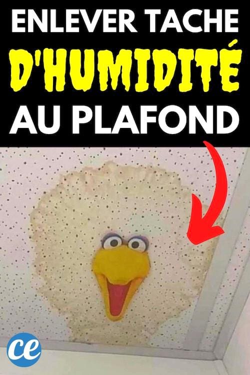 Un plafond avec une grosse tache d'humidité qu'il faut enlever avec de l'eau de javel