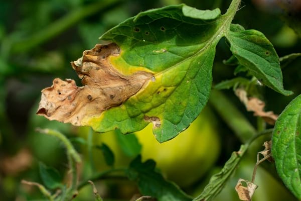 yellowed tomato leaves natural solution