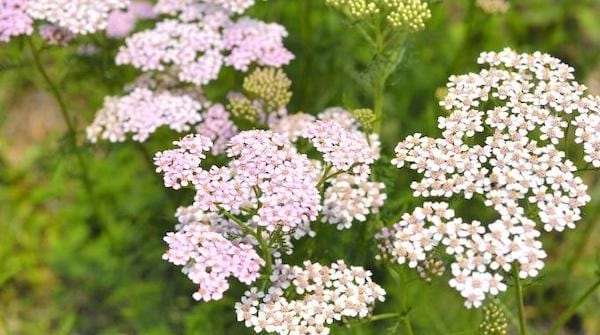 L'achillée fleur blanche et rose qui résiste à la chaleur 