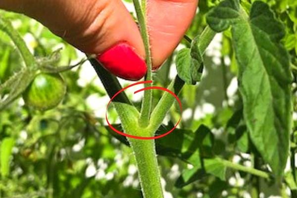 Des doigts qui tiennent un gourmand de tomates pour le couper facilement