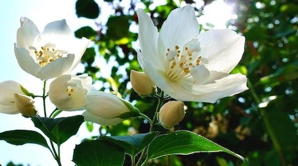 Le jasmin fleur blanche qui résiste à la chaleur 