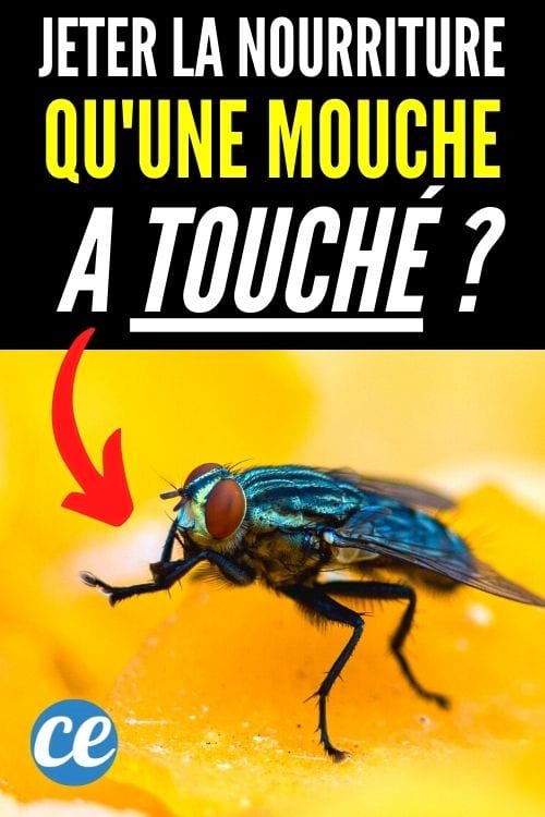 Faut-il jeter la nourriture touchée par une mouche ?
