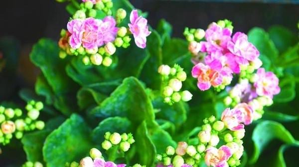 Le kalanchoé petite plante grasse fleurie et colorée qui résiste à la chaleur 
