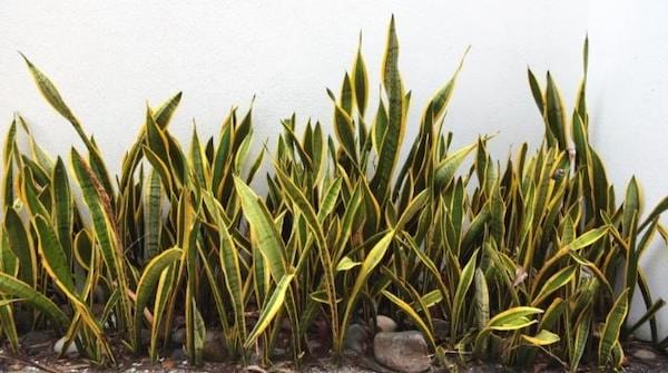 La langue de belle-mère est une plante verte qui résiste à la chaleur 