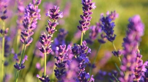 La lavande fleur violette qui résiste à la chaleur 
