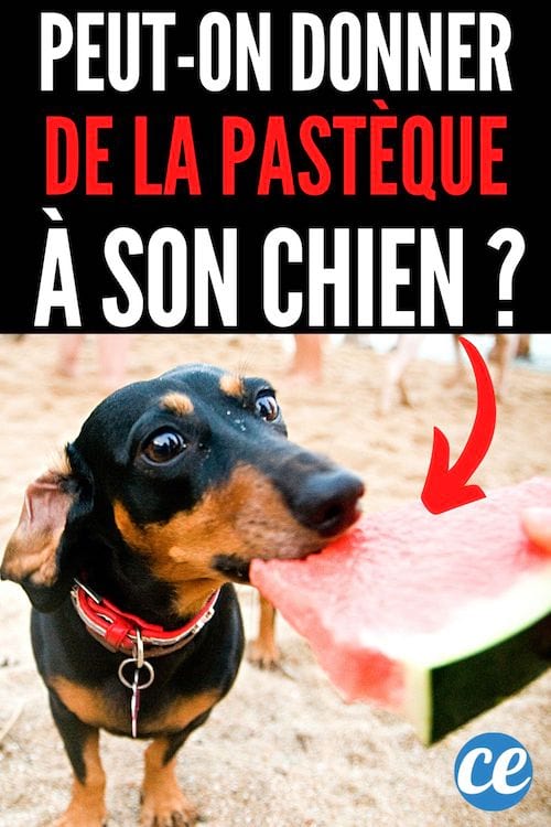peut on donner de la pastèque à son chien ?