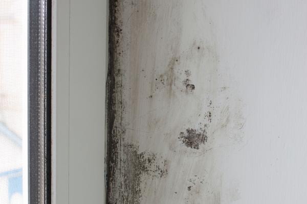 de l'humidité qui apparait sur un mur et qui attire les cafards